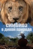  Симбиоз в дикой природе 