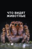  Что видят животные 
