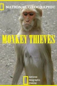  Обезьяны-воришки 