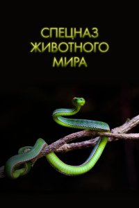 Спецназ животного мира Спецназ животного мира